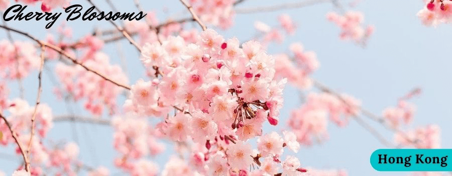 What Are Top Places To Observe The Cherry Blossoms 2022 In Hong Kong?